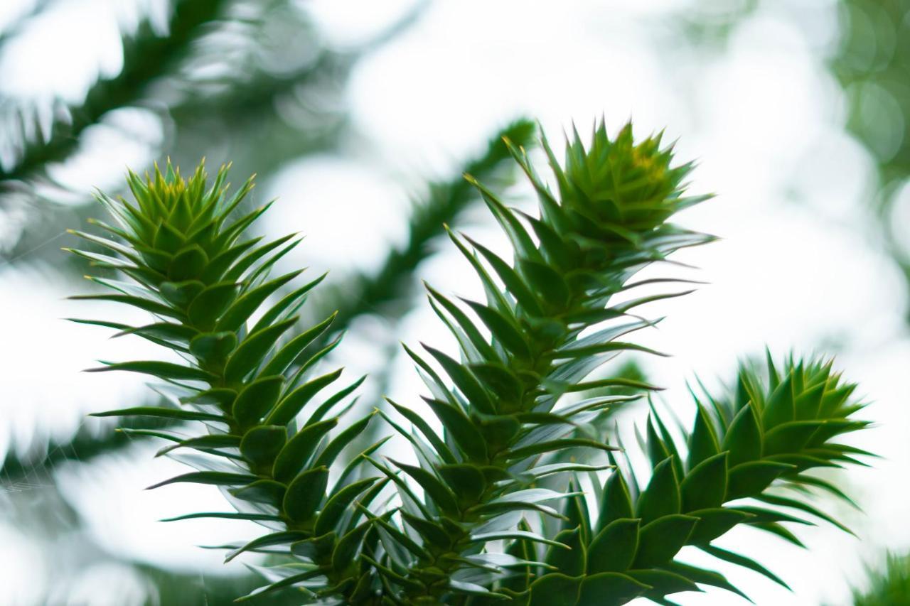 Le Gite Araucaria Le Tilleul Luaran gambar